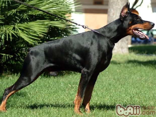 杜賓犬