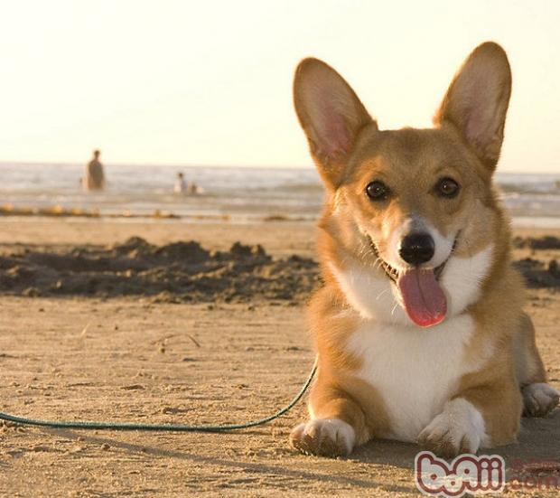 威爾士柯基犬