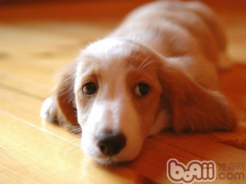 狗狗
