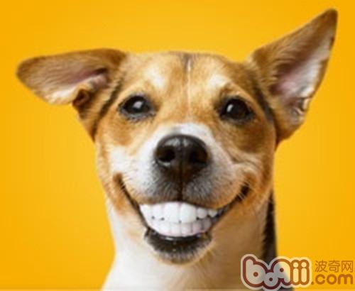 狗狗