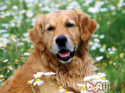 金毛犬