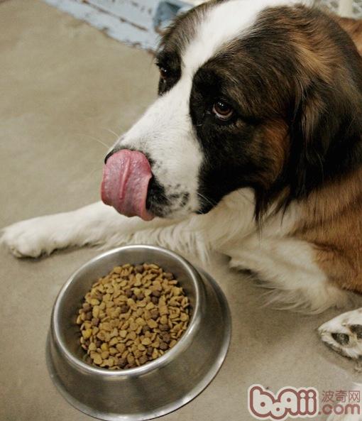 狗狗