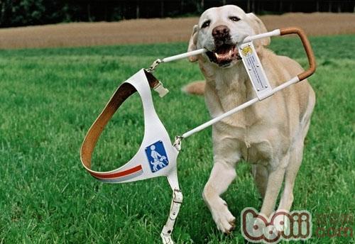 哪些犬適合做導盲犬