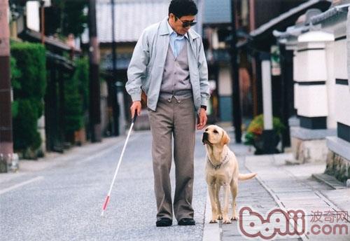 導盲犬小Q