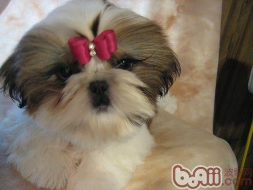 西施犬