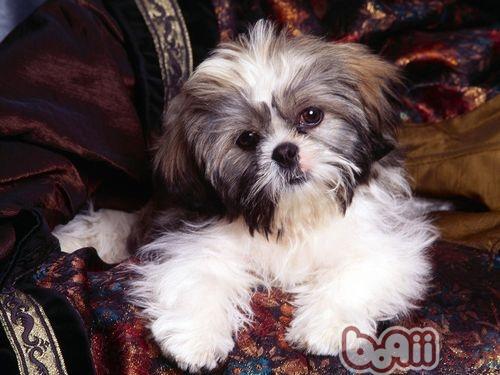 西施犬