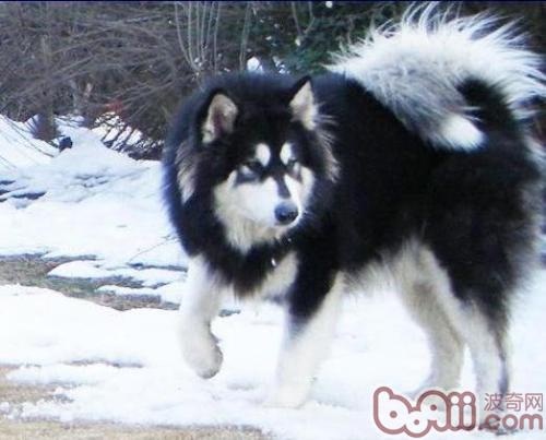 阿拉斯加犬