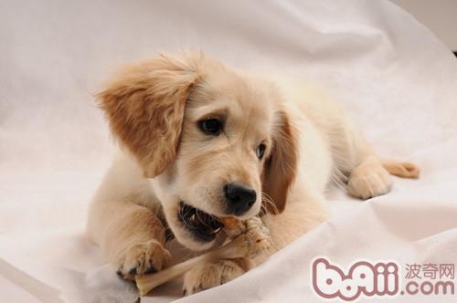 金毛犬