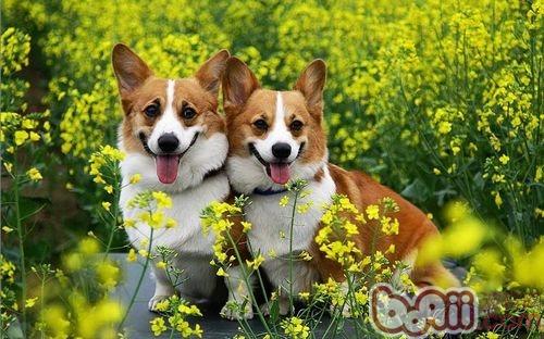 柯基犬