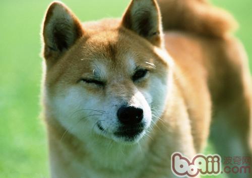 柴犬