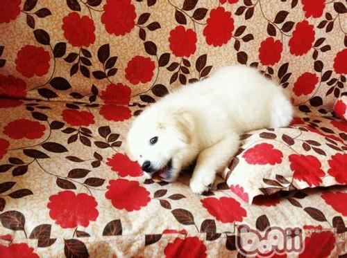 大白熊犬