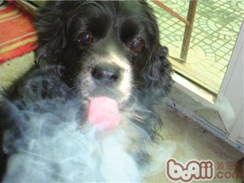 可卡犬