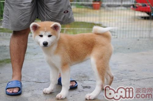 秋田犬