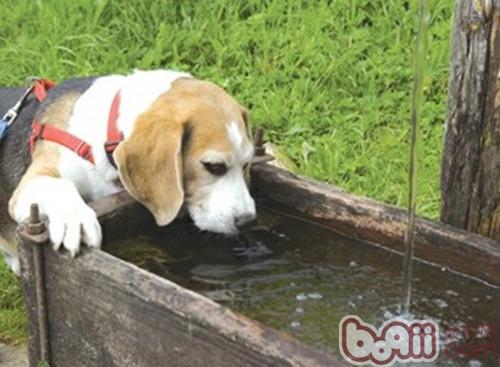 狗狗