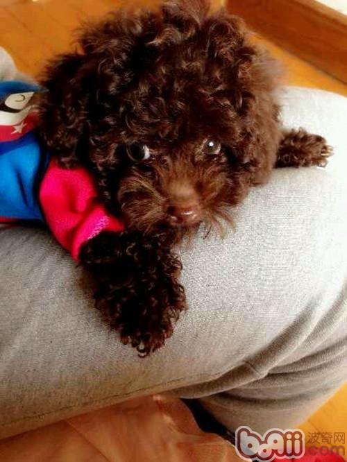 泰迪犬