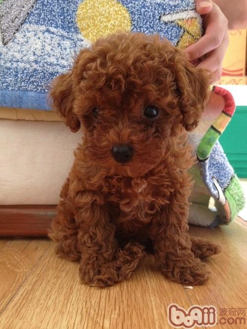 泰迪犬