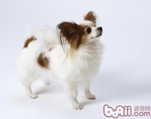 蝴蝶犬