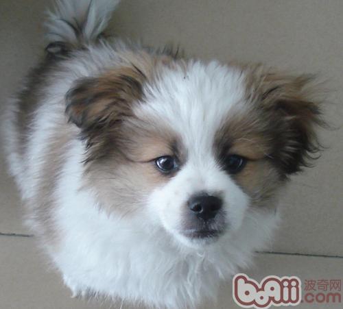 蝴蝶犬
