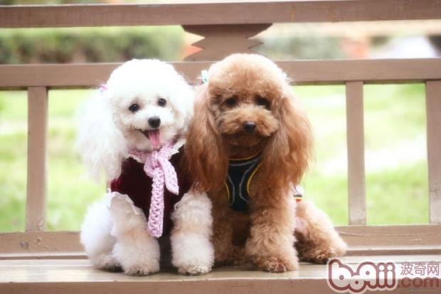 貴賓犬