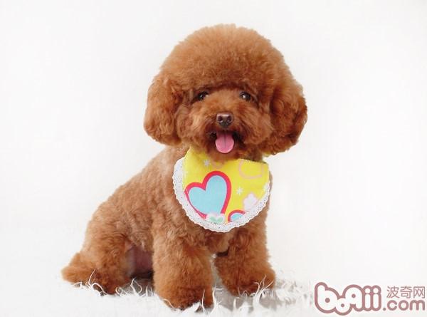 貴賓犬