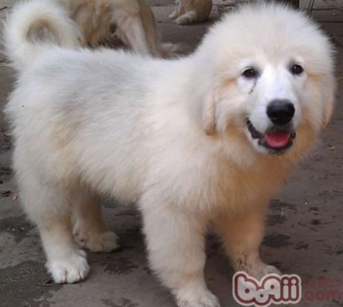 大白熊犬