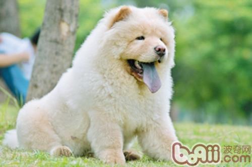 松獅犬