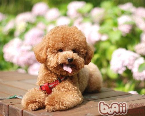貴賓犬