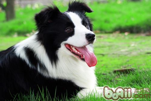 邊境牧羊犬