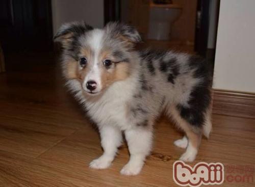 柯基犬