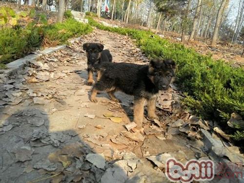 德國牧羊犬