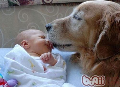金毛犬