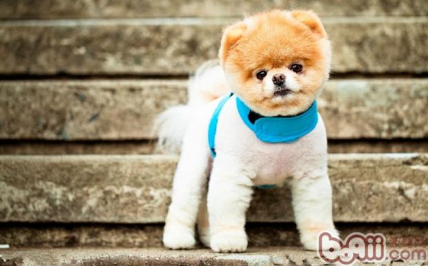 博美犬