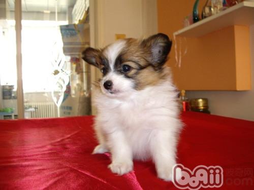 蝴蝶犬