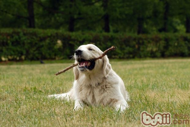 金毛犬
