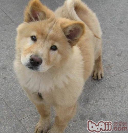 秋田犬