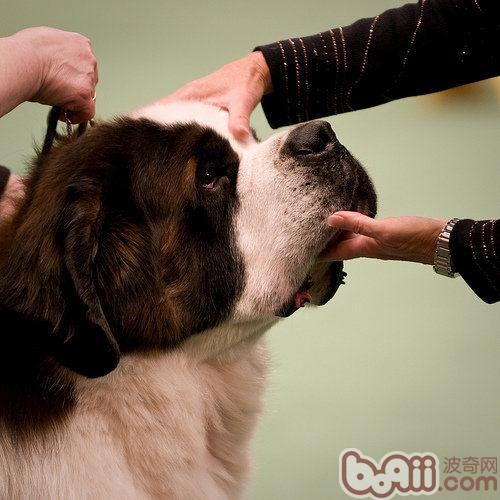 聖伯納犬