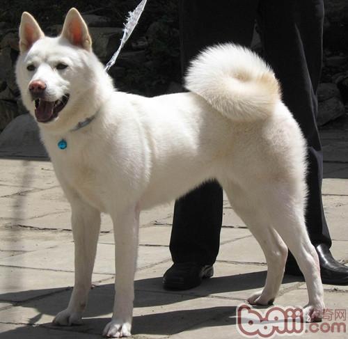 秋田犬