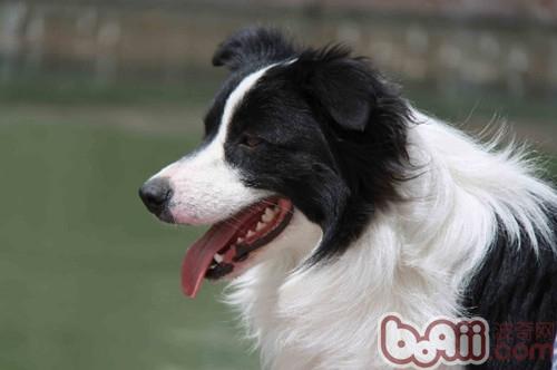 邊境牧羊犬