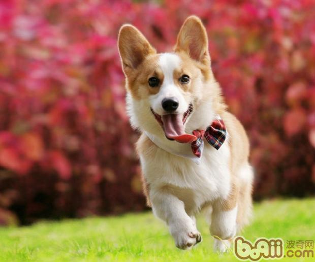 奔跑中的柯基犬
