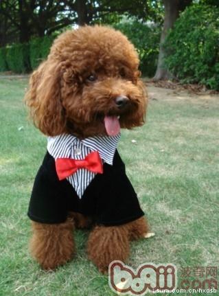 泰迪犬