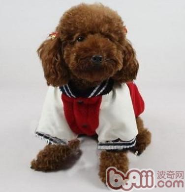 泰迪犬