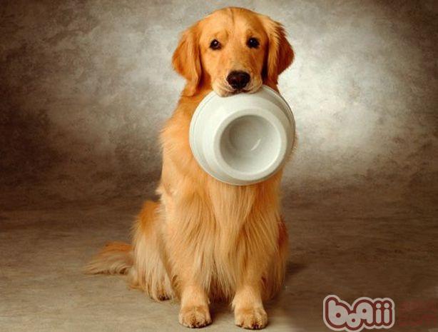 金毛犬