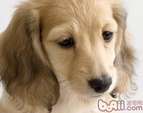 可卡犬