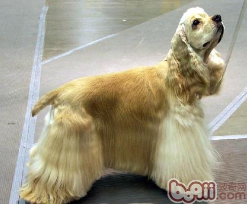 可卡犬