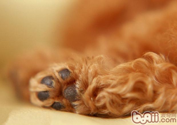狗狗爪子