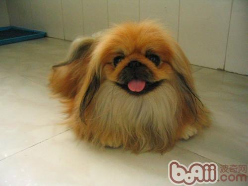 京巴犬