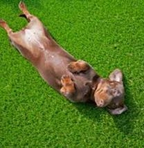 狗狗
