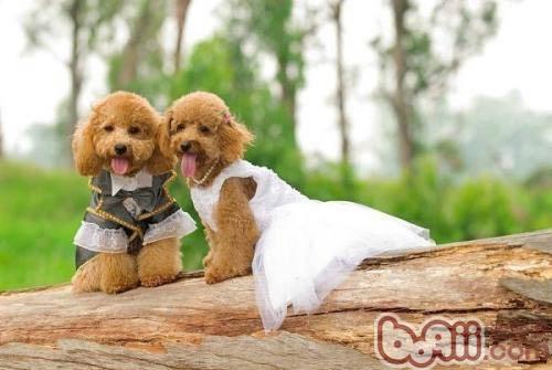 貴賓犬