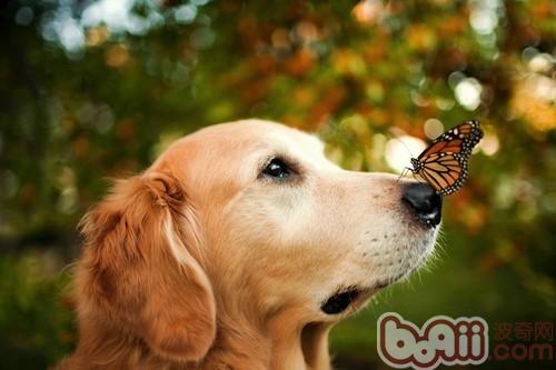 金毛犬