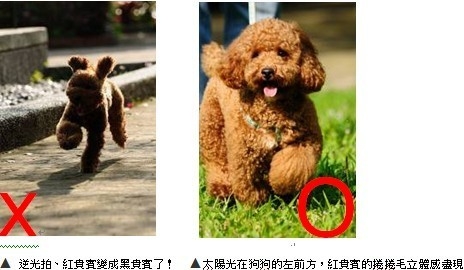 狗狗拍照